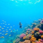 Récif de corail sous-marin avec poissons tropicaux et plongeur en apnée.