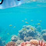 Coral reef snorkeling in clear turquoise water.